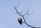 Brahminy Kite